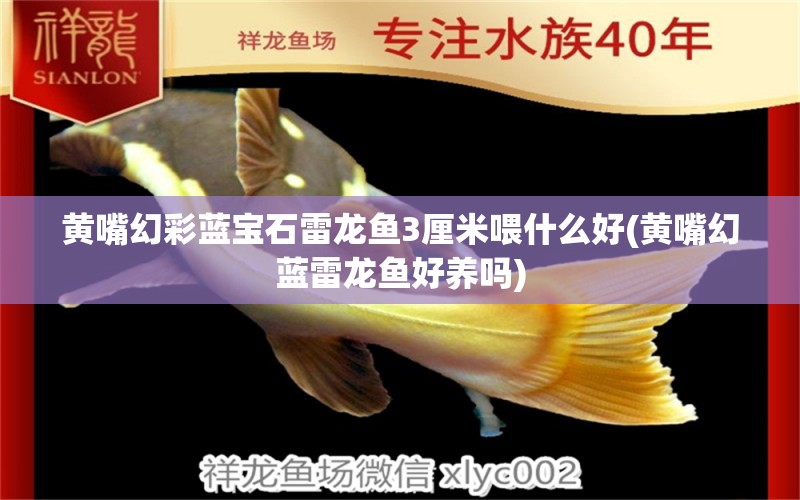 黃嘴幻彩藍寶石雷龍魚3厘米喂什么好(黃嘴幻藍雷龍魚好養(yǎng)嗎) 黃金達摩魚