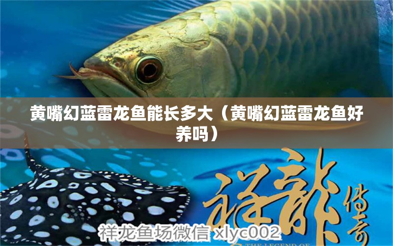 黃嘴幻藍(lán)雷龍魚能長(zhǎng)多大（黃嘴幻藍(lán)雷龍魚好養(yǎng)嗎）