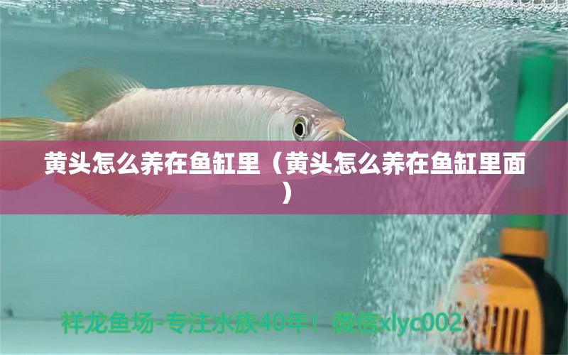 黃頭怎么養(yǎng)在魚缸里（黃頭怎么養(yǎng)在魚缸里面） 金三間魚