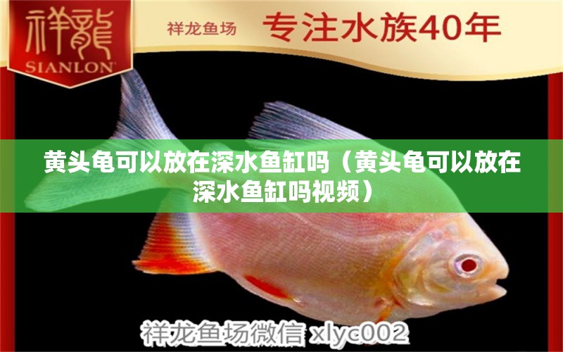 黃頭龜可以放在深水魚缸嗎（黃頭龜可以放在深水魚缸嗎視頻）