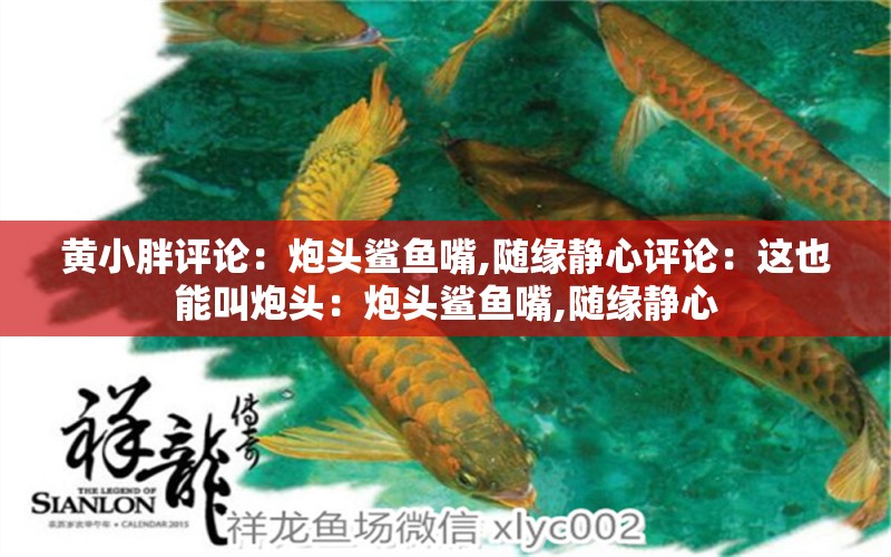 黃小胖評(píng)論：炮頭鯊魚(yú)嘴,隨緣靜心評(píng)論：這也能叫炮頭：炮頭鯊魚(yú)嘴,隨緣靜心 觀賞魚(yú)論壇 第2張