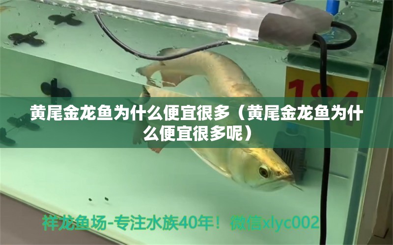 黃尾金龍魚為什么便宜很多（黃尾金龍魚為什么便宜很多呢）