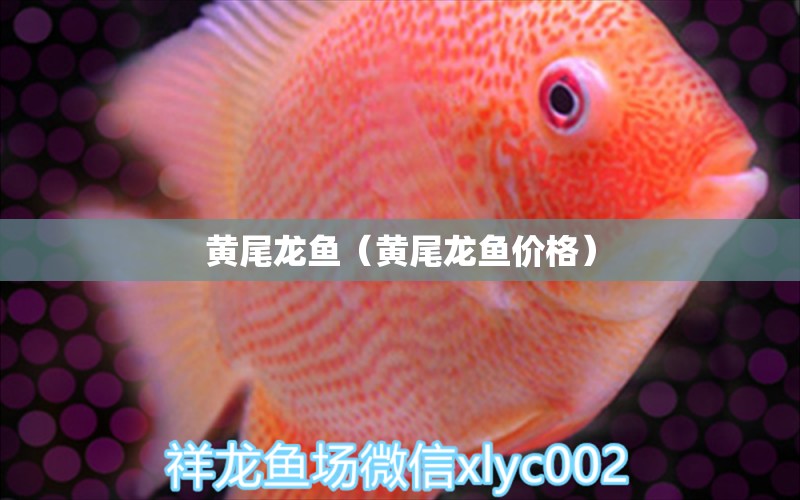 黃尾龍魚（黃尾龍魚價格） 祥龍水族醫(yī)院