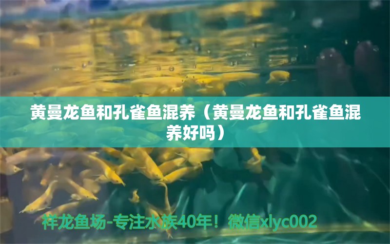 黃曼龍魚和孔雀魚混養(yǎng)（黃曼龍魚和孔雀魚混養(yǎng)好嗎） 祥龍水族醫(yī)院