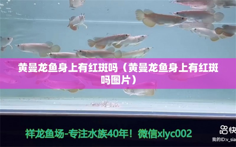 黃曼龍魚身上有紅斑嗎（黃曼龍魚身上有紅斑嗎圖片）