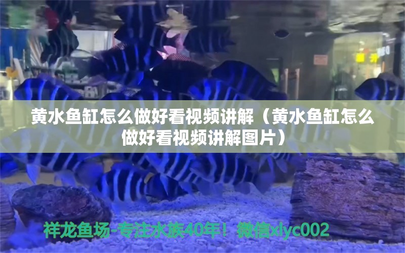 黃水魚缸怎么做好看視頻講解（黃水魚缸怎么做好看視頻講解圖片）