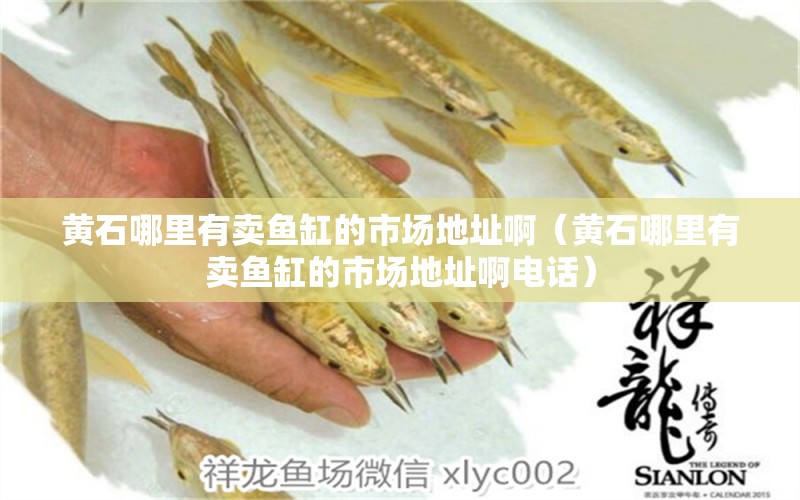 黃石哪里有賣魚缸的市場地址啊（黃石哪里有賣魚缸的市場地址啊電話） 帝王血鉆