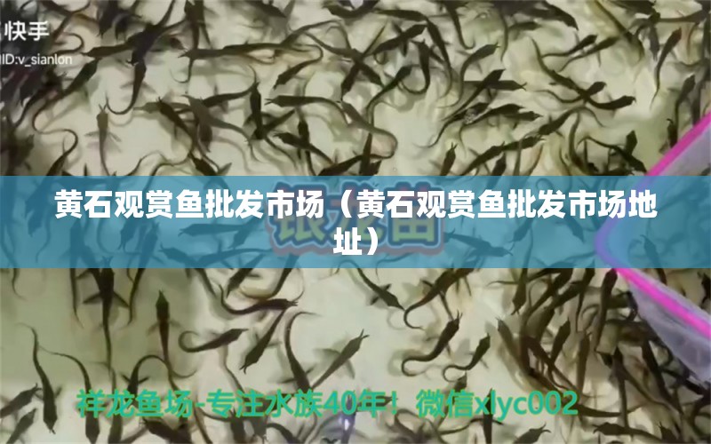 黃石觀賞魚(yú)批發(fā)市場(chǎng)（黃石觀賞魚(yú)批發(fā)市場(chǎng)地址）