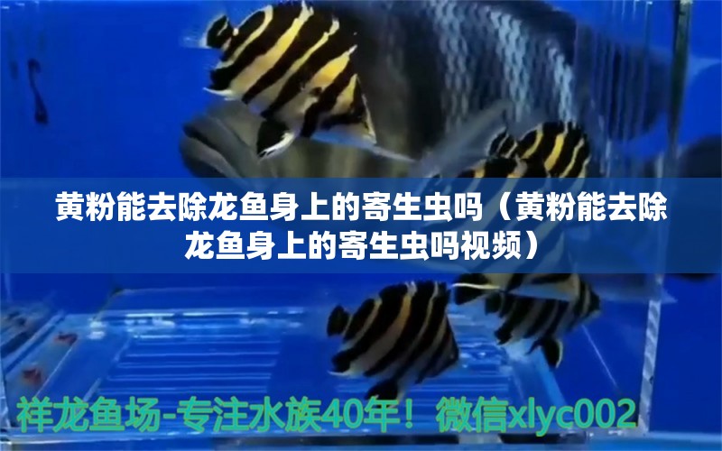 黃粉能去除龍魚(yú)身上的寄生蟲(chóng)嗎（黃粉能去除龍魚(yú)身上的寄生蟲(chóng)嗎視頻）