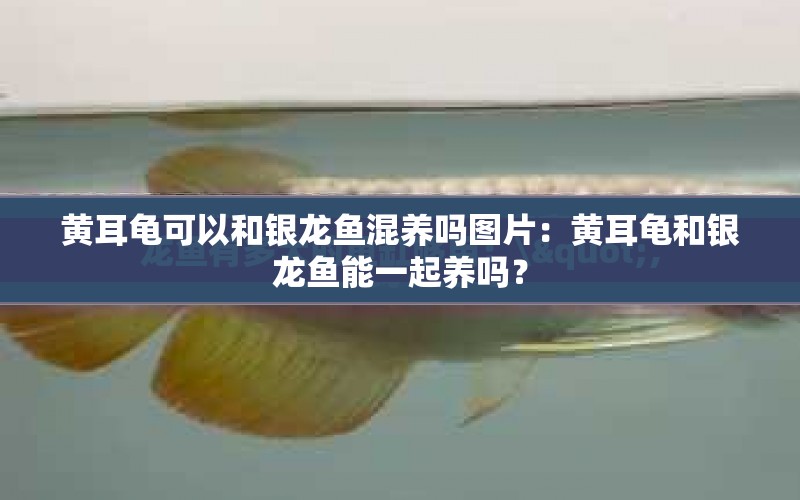 黃耳龜可以和銀龍魚混養(yǎng)嗎圖片：黃耳龜和銀龍魚能一起養(yǎng)嗎？