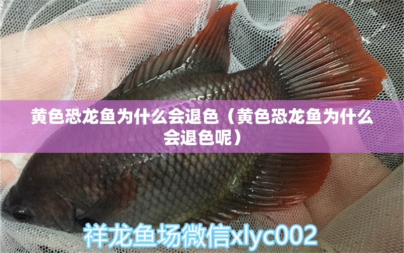 黃色恐龍魚(yú)為什么會(huì)退色（黃色恐龍魚(yú)為什么會(huì)退色呢） 祥龍水族醫(yī)院