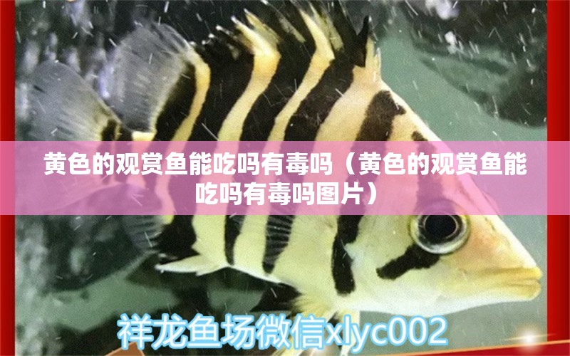 黃色的觀賞魚能吃嗎有毒嗎（黃色的觀賞魚能吃嗎有毒嗎圖片）