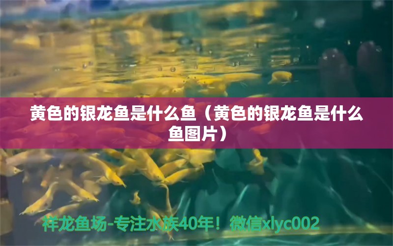 黃色的銀龍魚是什么魚（黃色的銀龍魚是什么魚圖片）