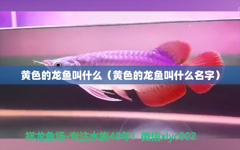 黃色的龍魚叫什么（黃色的龍魚叫什么名字）