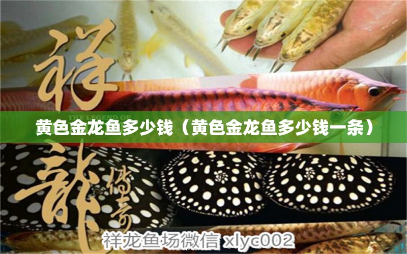 黃色金龍魚多少錢（黃色金龍魚多少錢一條） 廣州龍魚批發(fā)市場