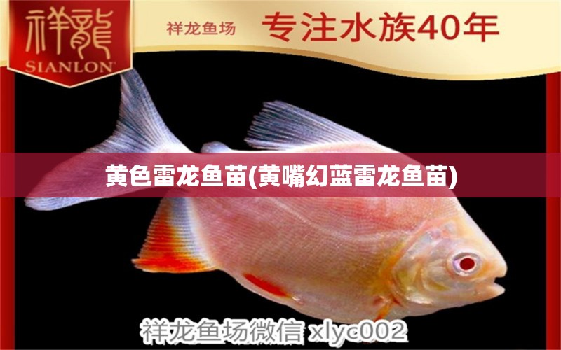 黃色雷龍魚苗(黃嘴幻藍(lán)雷龍魚苗) 魚缸定做