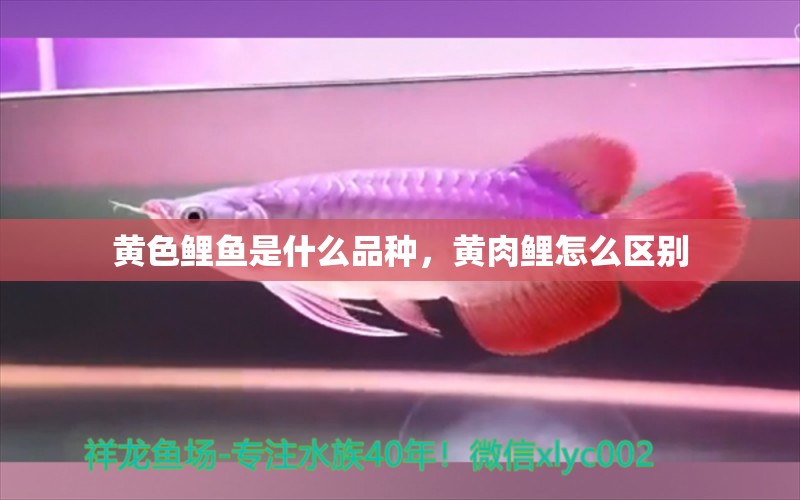 黃色鯉魚是什么品種，黃肉鯉怎么區(qū)別 觀賞魚 第1張