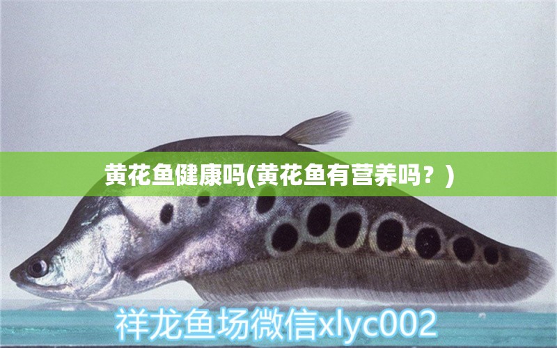 黃花魚健康嗎(黃花魚有營養(yǎng)嗎？) 成吉思汗鯊（球鯊）魚