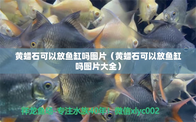 黃蠟石可以放魚缸嗎圖片（黃蠟石可以放魚缸嗎圖片大全） 祥龍魚場