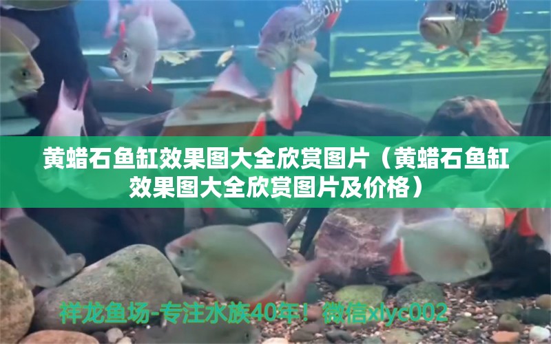 黃蠟石魚缸效果圖大全欣賞圖片（黃蠟石魚缸效果圖大全欣賞圖片及價(jià)格）