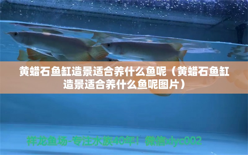 黃蠟石魚缸造景適合養(yǎng)什么魚呢（黃蠟石魚缸造景適合養(yǎng)什么魚呢圖片）