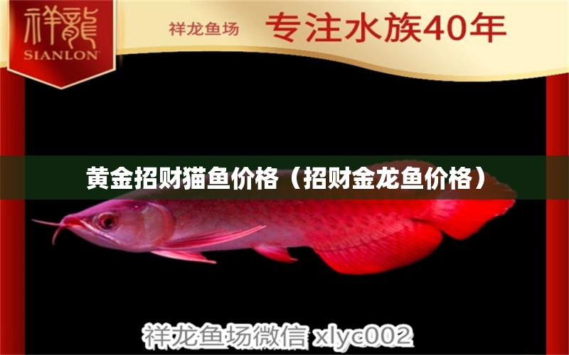 黃金招財(cái)貓魚價(jià)格（招財(cái)金龍魚價(jià)格） 黃金招財(cái)貓魚 第1張