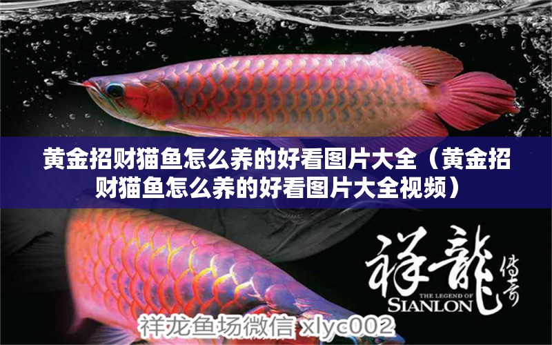 黃金招財(cái)貓魚(yú)怎么養(yǎng)的好看圖片大全（黃金招財(cái)貓魚(yú)怎么養(yǎng)的好看圖片大全視頻） 黃金招財(cái)貓魚(yú)