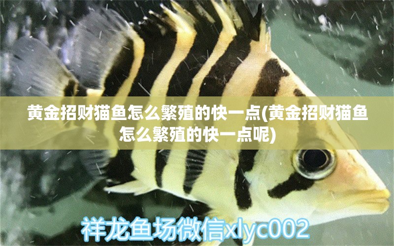 黃金招財(cái)貓魚怎么繁殖的快一點(diǎn)(黃金招財(cái)貓魚怎么繁殖的快一點(diǎn)呢) 黃金招財(cái)貓魚