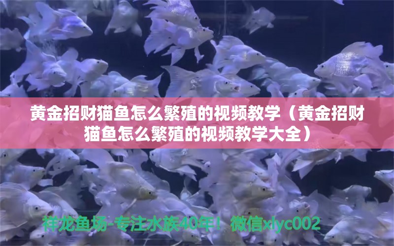 黃金招財貓魚怎么繁殖的視頻教學(xué)（黃金招財貓魚怎么繁殖的視頻教學(xué)大全） 黃金招財貓魚