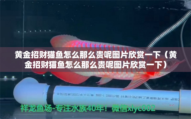 黃金招財貓魚怎么那么貴呢圖片欣賞一下（黃金招財貓魚怎么那么貴呢圖片欣賞一下）