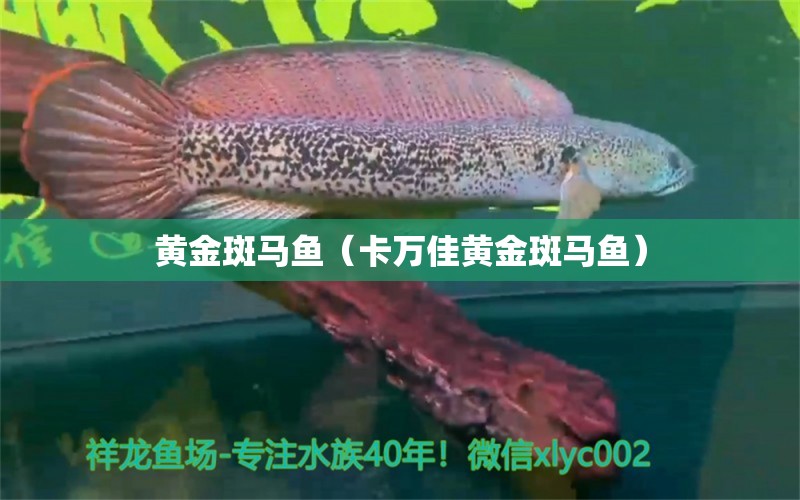 黃金斑馬魚(yú)（卡萬(wàn)佳黃金斑馬魚(yú)）