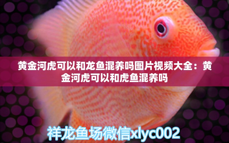 黃金河虎可以和龍魚(yú)混養(yǎng)嗎圖片視頻大全：黃金河虎可以和虎魚(yú)混養(yǎng)嗎