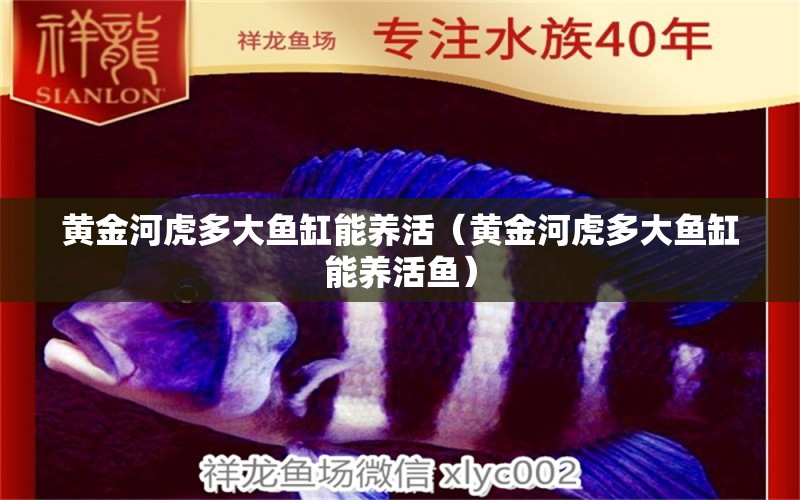 黃金河虎多大魚缸能養(yǎng)活（黃金河虎多大魚缸能養(yǎng)活魚）