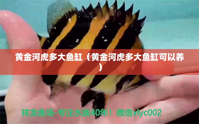 黃金河虎多大魚缸（黃金河虎多大魚缸可以養(yǎng)）