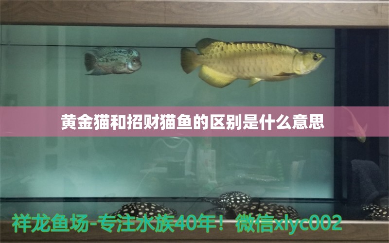 黃金貓和招財貓魚的區(qū)別是什么意思 