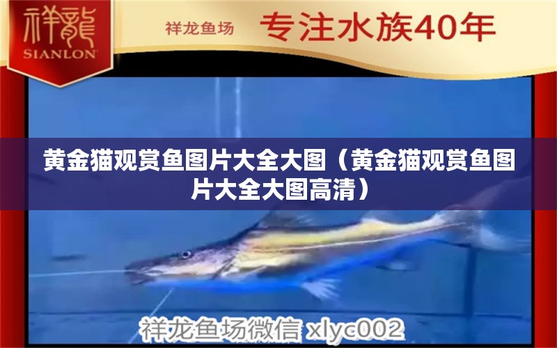 黃金貓觀賞魚圖片大全大圖（黃金貓觀賞魚圖片大全大圖高清）