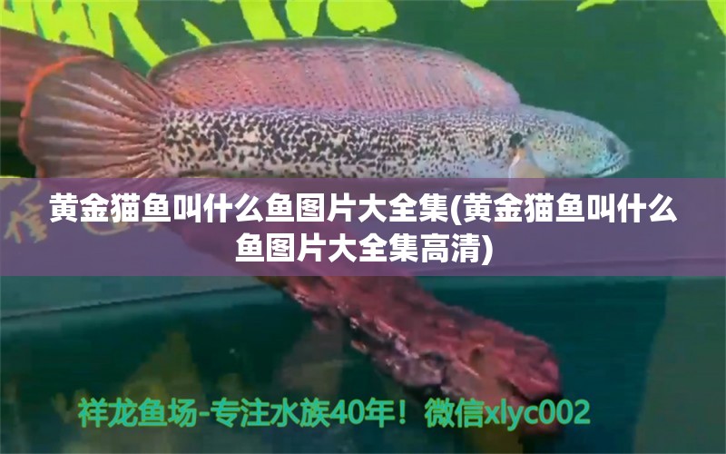 黃金貓魚叫什么魚圖片大全集(黃金貓魚叫什么魚圖片大全集高清) 杰西卡恐龍魚 第1張