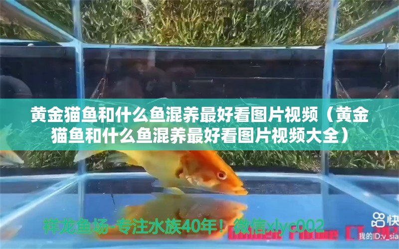 黃金貓魚和什么魚混養(yǎng)最好看圖片視頻（黃金貓魚和什么魚混養(yǎng)最好看圖片視頻大全）