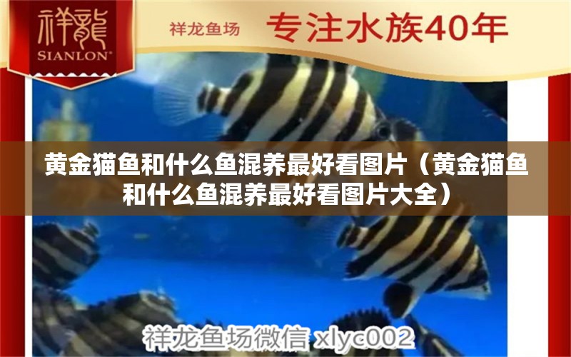 黃金貓魚和什么魚混養(yǎng)最好看圖片（黃金貓魚和什么魚混養(yǎng)最好看圖片大全） 黃金貓魚