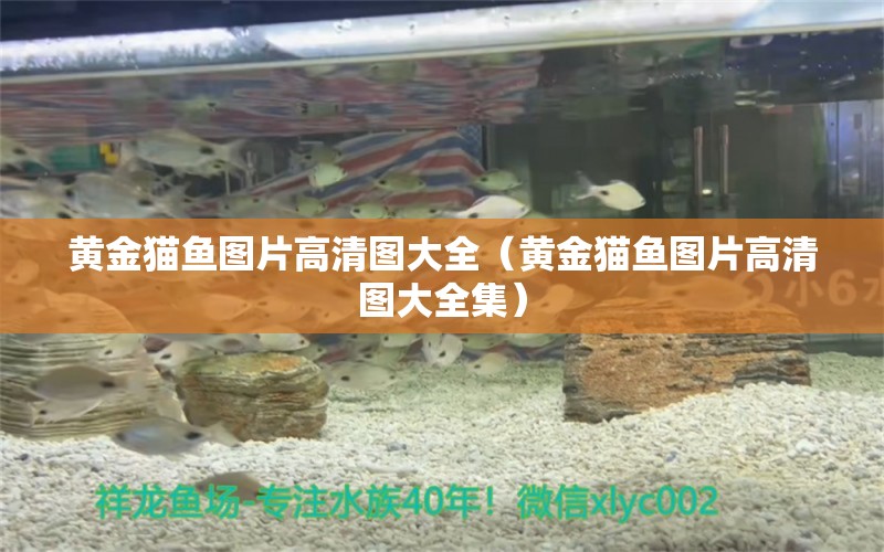 黃金貓魚圖片高清圖大全（黃金貓魚圖片高清圖大全集） 黃金貓魚