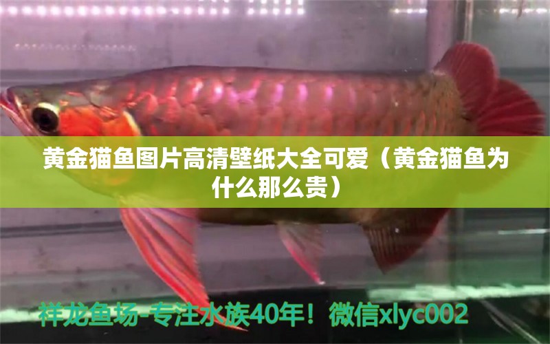 黃金貓魚圖片高清壁紙大全可愛（黃金貓魚為什么那么貴）