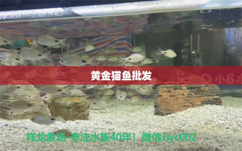 黃金貓魚批發(fā) 黃金貓魚