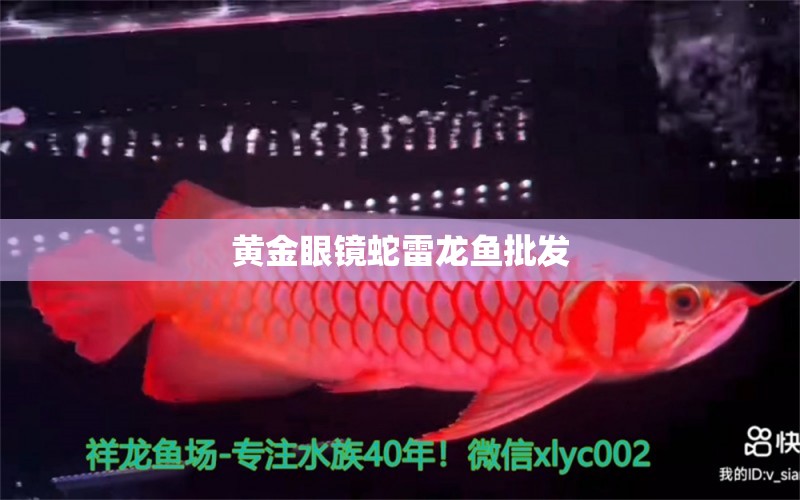 黃金眼鏡蛇雷龍魚批發(fā) 黃金眼鏡蛇雷龍魚