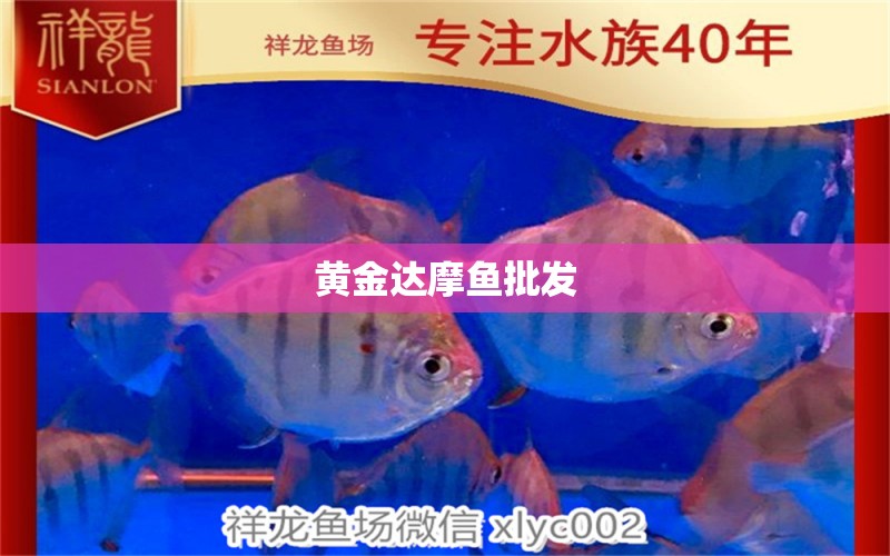 黃金達摩魚批發(fā)