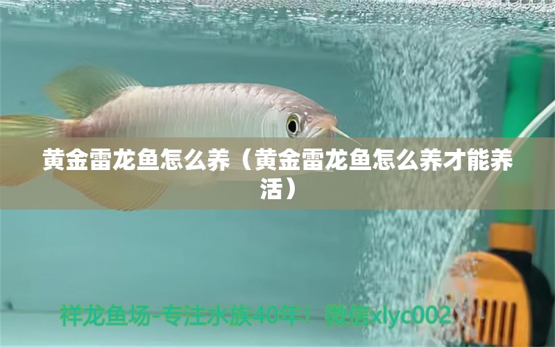 黃金雷龍魚怎么養(yǎng)（黃金雷龍魚怎么養(yǎng)才能養(yǎng)活） 赤荔鳳冠魚