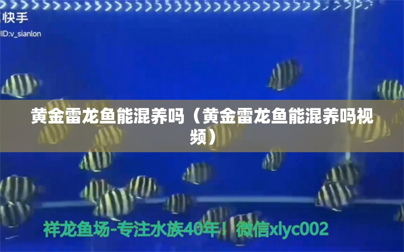 黃金雷龍魚能混養(yǎng)嗎（黃金雷龍魚能混養(yǎng)嗎視頻） 祥龍水族醫(yī)院