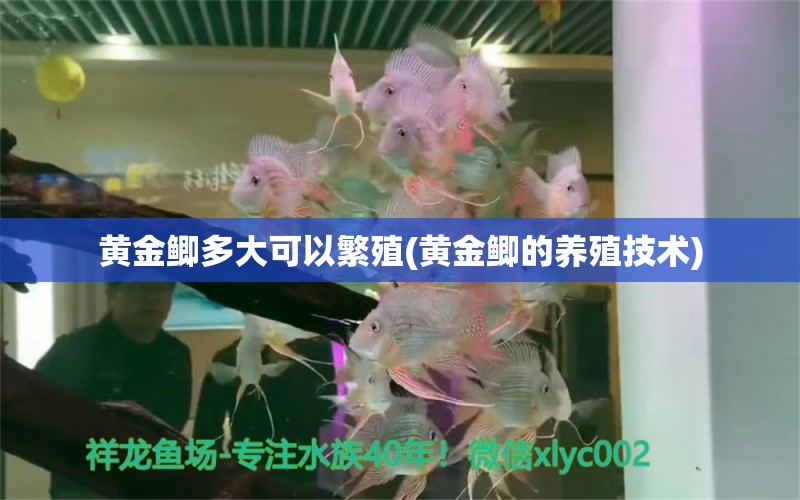 黃金鯽多大可以繁殖(黃金鯽的養(yǎng)殖技術(shù)) 和尚魚