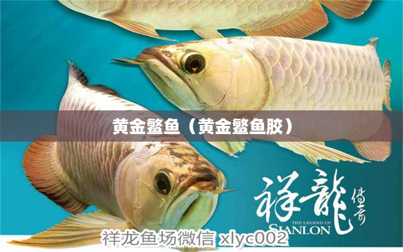 黃金鳘魚（黃金鳘魚膠）