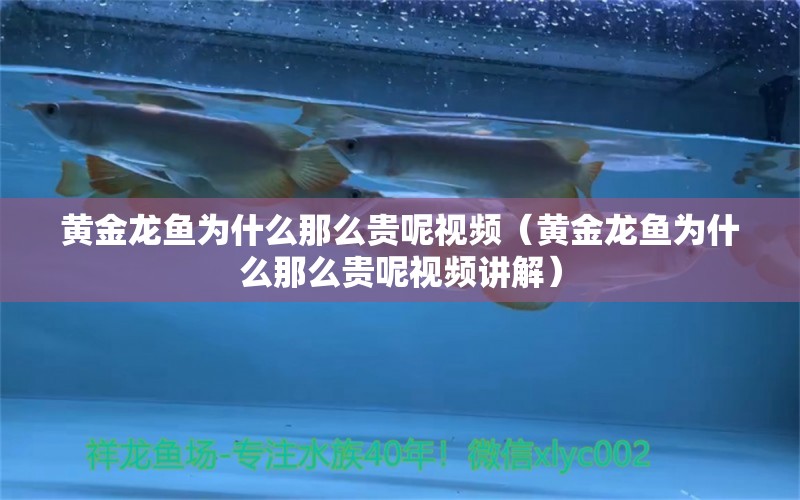 黃金龍魚為什么那么貴呢視頻（黃金龍魚為什么那么貴呢視頻講解） 紅老虎魚