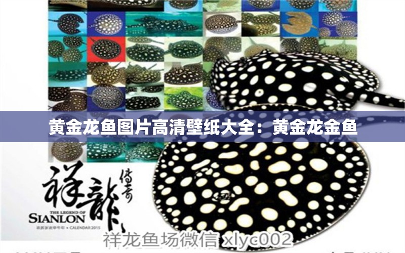 黃金龍魚圖片高清壁紙大全：黃金龍金魚